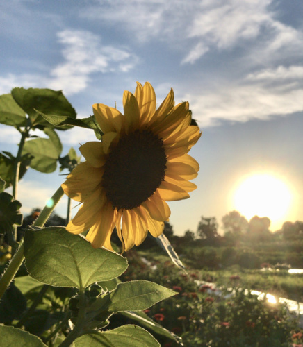 flowers_editted.jpg Thumbnail