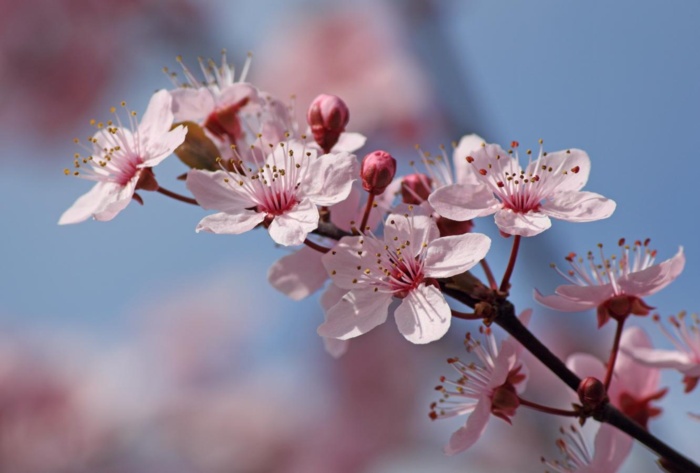 appleblossom.JPG Thumbnail