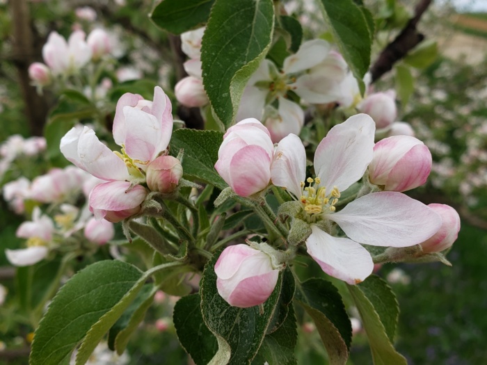 Apples flowering.jpg Apples flowering.jpg Thumbnail