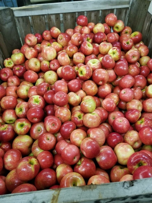 Apples in bin.JPG Thumbnail