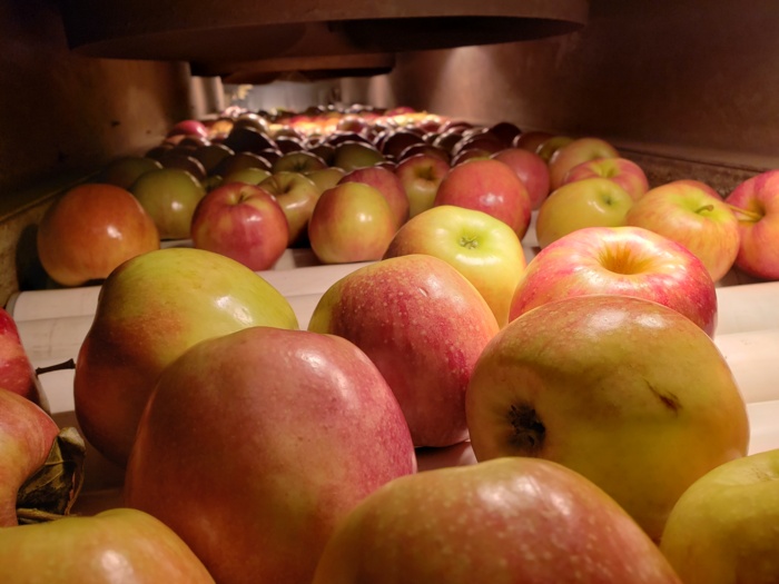 Apples in dryer.jpg Apples in dryer.jpg Thumbnail