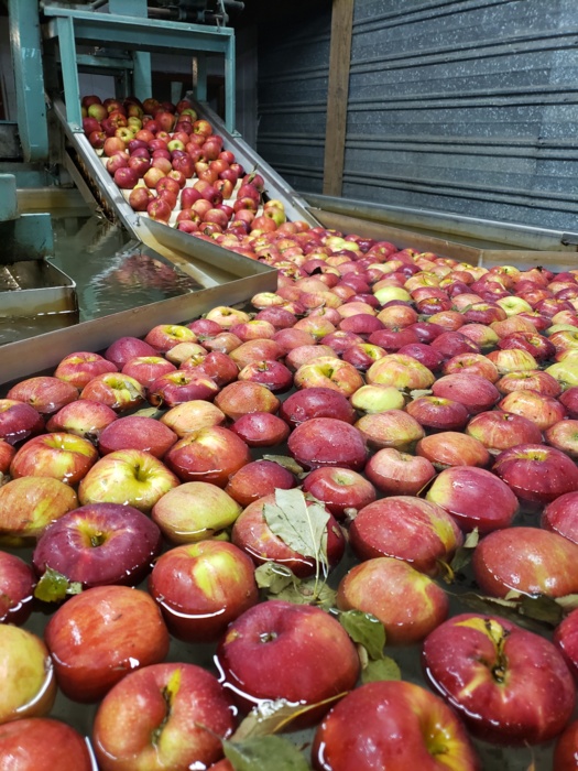 Apples in dump tank(1).jpg Apples in dump tank(1).jpg Thumbnail