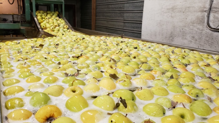 Apples in dump tank.jpg Apples in dump tank.jpg Thumbnail