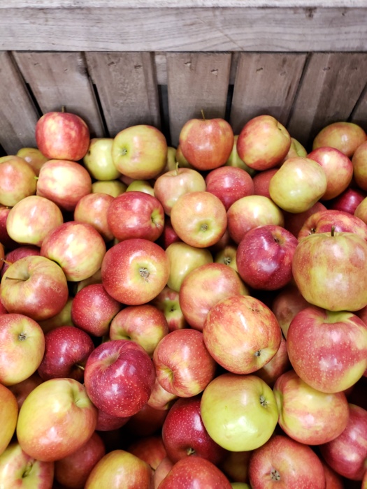 Apples with bin on side.jpg Apples with bin on side.jpg Thumbnail