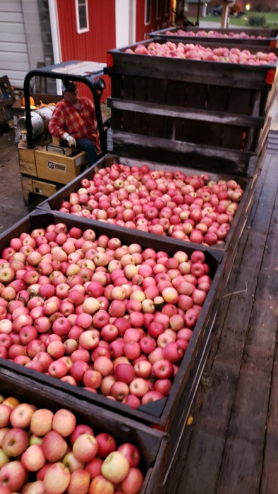 Bin of apples2.jpg Bin of apples2.jpg Thumbnail
