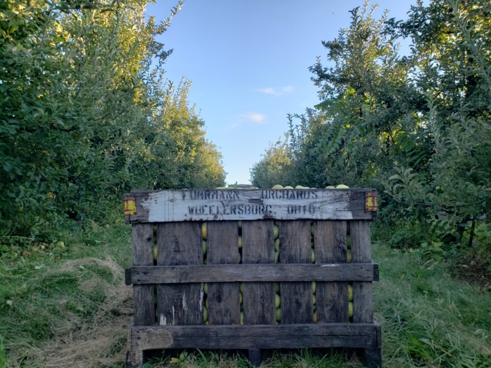 Bin of apples3.jpg Bin of apples3.jpg Thumbnail