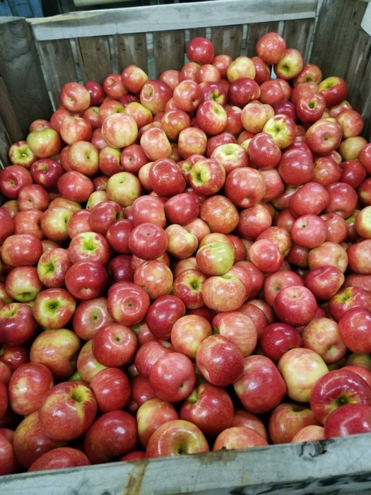 binapples.jpg binapples.jpg Thumbnail