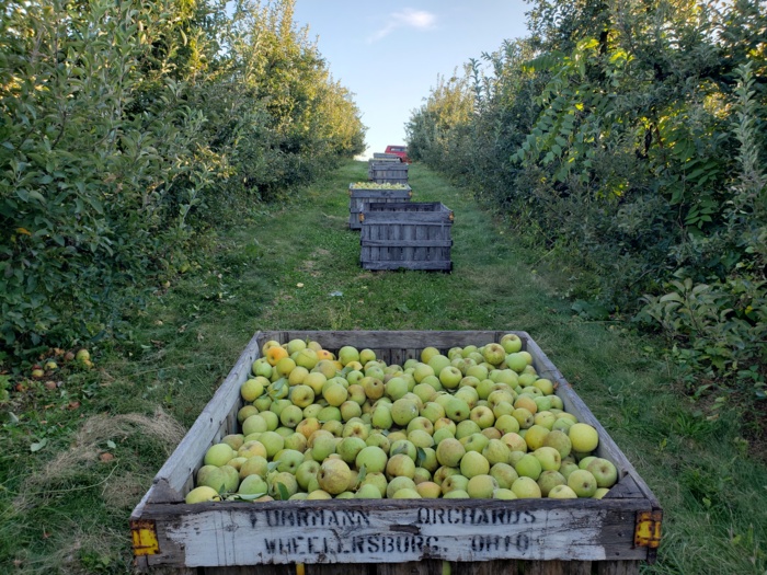 Bins in row gold rush.jpg Bins in row gold rush.jpg Thumbnail