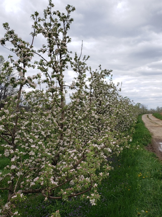Blonde apples flowering.jpg Blonde apples flowering.jpg Thumbnail