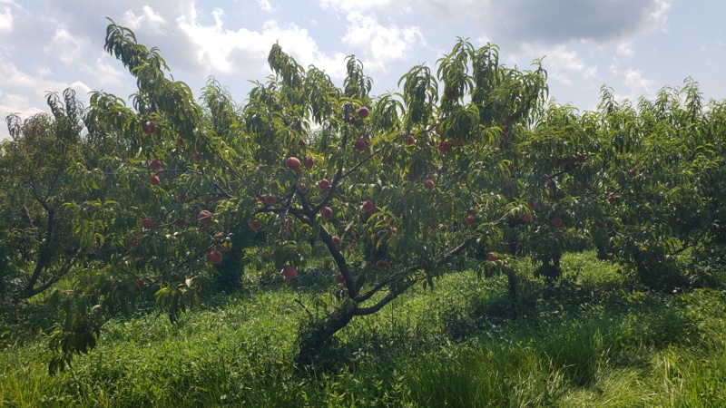 Peach Trees.jpg Thumbnail
