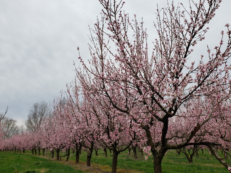 Peaches in bloom.jpg Peaches in bloom.jpg Thumbnail