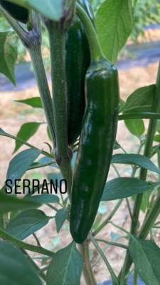 2A81D02C-ADCF-47CC-9B4E-90BCA46EE8E1.jpg Thumbnail