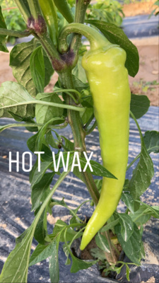 6A91A8F2-EA98-4CED-8932-8E183F7B15C6.jpg Thumbnail