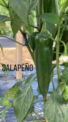 9F80C79D-5D21-42C8-8727-6D57ACD74EC9.jpg Thumbnail