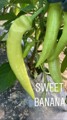 41B9E57B-A583-48FF-92D4-3DF76A37B213.jpg Thumbnail