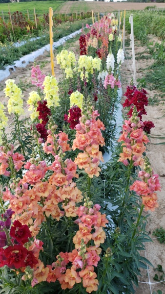 20190710_193630.jpg Thumbnail