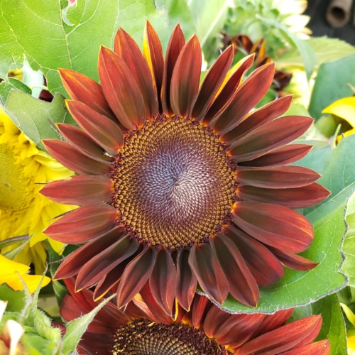 20190807_202311.jpg Thumbnail