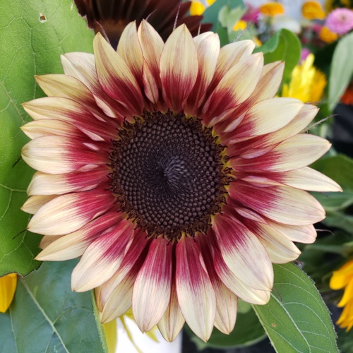 20190807_202326.jpg Thumbnail