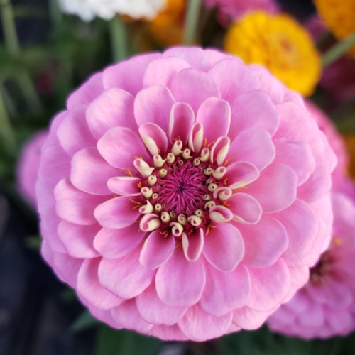 20190807_202426.jpg Thumbnail