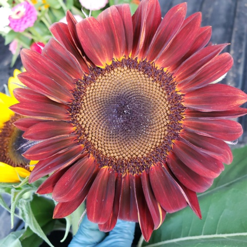 20190807_202500.jpg Thumbnail