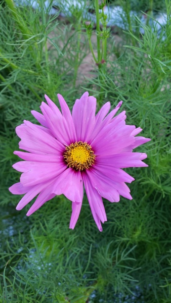 Cosmos.jpg Thumbnail