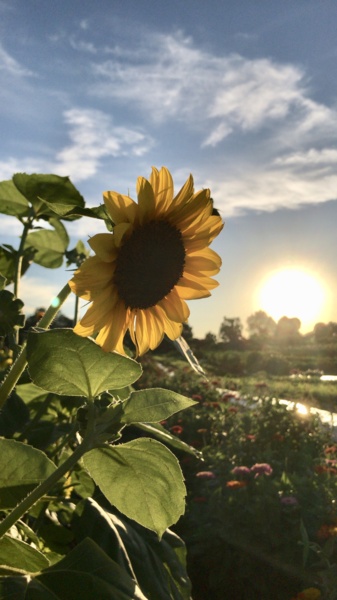 flowers.jpeg Thumbnail