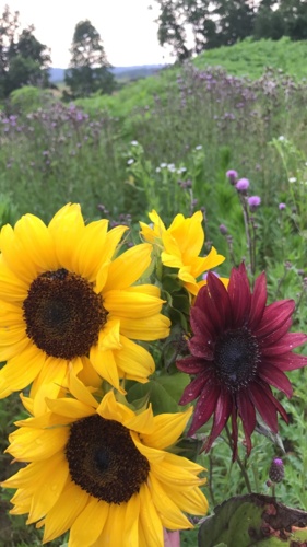 IMG_5037.JPG Thumbnail