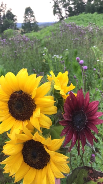 IMG_5037.JPG Thumbnail