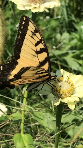 IMG_5589.JPG Thumbnail