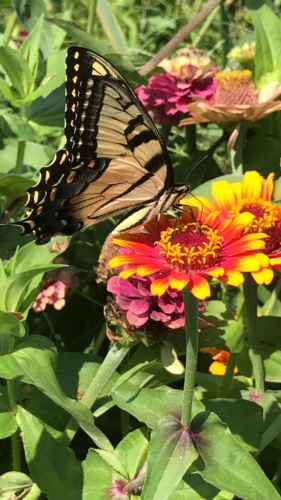 IMG_5592.JPG Thumbnail