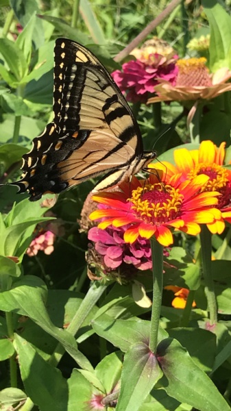 IMG_5592.JPG Thumbnail