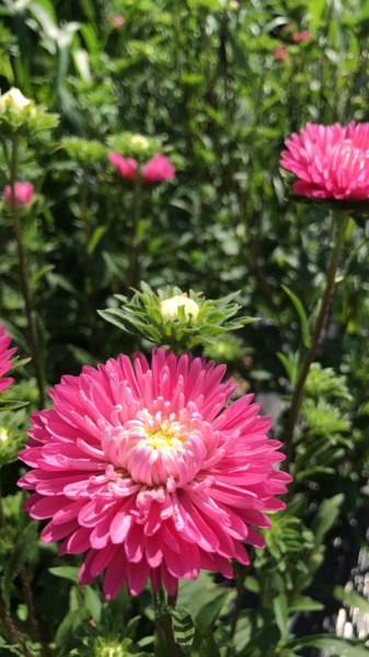 IMG_5601.JPG Thumbnail