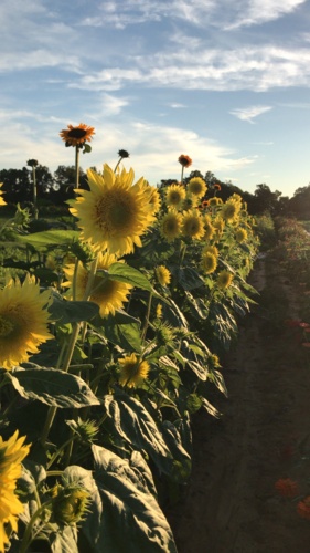 IMG_9361.JPG Thumbnail