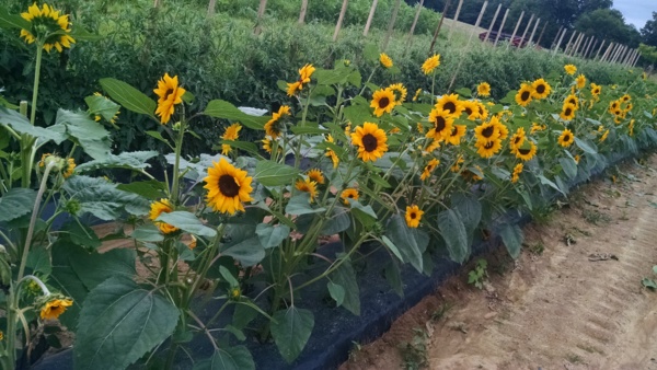 Sunflower row.jpg Thumbnail