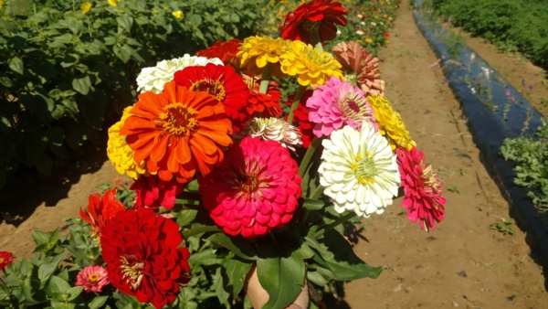 Zinnias.jpg Thumbnail