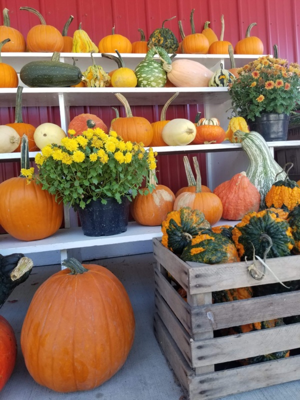 Fall.jpeg Fall.jpeg Thumbnail