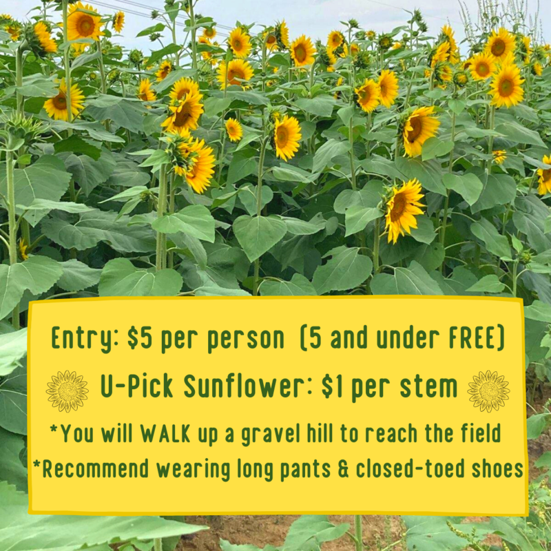 Sunflower field 2021 details website.png Thumbnail